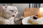 Video - Was Tiere So Denken: Kochen Mit De Katz 2