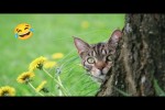Video - Lustige Katzen