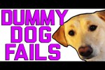 Video - Lustige Missgeschicke von Hunden