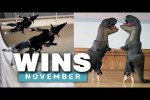 Video - WIN Compilation NOVEMBER 2024 Edition