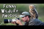 Video - Lustige Wildtierfotos: Der ungebetene Gast