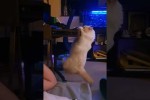 Video - Katze will unbedingt was aus der Schublade