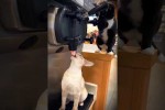Video - Schlaue und lustige Katzen