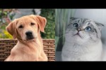 Video - Lustige Hunde und Katzen