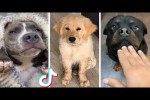 Video - Lustige Hunde