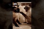 Video - Katzengespr�ch