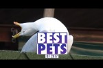 Video - die besten Tier-Videos des Jahres 2017