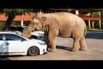 Video - Die besten Videos 2026 (Teil 55)