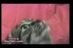 Video - die sprechende Katze
