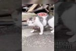 Video - Katze hat Affe adoptiert