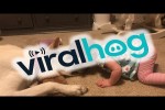 Video - Dog Returns Kisses from Infant Girl