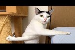 Video - Die lustigsten Tiere - Spaß mit Katzen und Hunden 2023 - LA 157