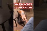 Video - Katzen-Yoga