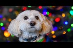 Video - Niedliche und lustige Hundevideos