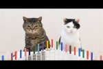 Video - Katzen und Domino