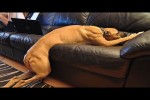 Video - I Think My Dog Was a Comedian in Past Life