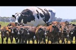 Video - 15 Abnormal Große Tiere - Du wirst deinen Augen nicht trauen!