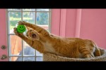 Video - Lustige und s��e Katzenvideos