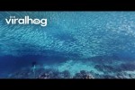 Video - Ziemlich viele Sardinen