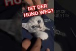 Video - Katzenbaby versteckt sich