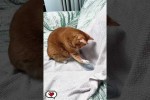 Video - Lustiges Katzen-Chaos