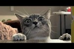 Video - Die lustigsten Tiere - Spaß mit Katzen und Hunden 2022 - LA 94