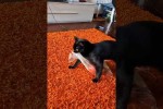 Video - Lustige Katzen