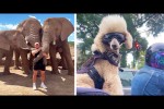 Video - Die besten Videos 2025 (Teil 29)