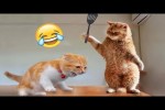 Video - Neue lustige Szenen mit Hunden und Katzen