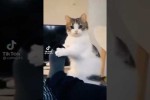 Video - Spaß mit Katzen