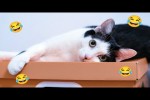Video - Lustige Katzen