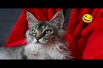 Video - Lustige und s��e Katzenvideos