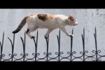 Video - Katzen gegen die Angst! - Zusammenstellung lustiger Katzen für gute Laune!