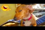 Video - Best Of The 2021 Funny Animal Videos