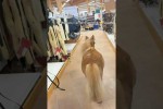 Video - Fangen spielen mit dem Pony