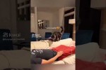 Herzige Katzen
