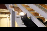 Video - Katzen mögen keine geschlossenen Türen