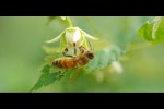 Video - Honigbienen in Ultra-HD