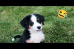 Video - Lustige Hunde