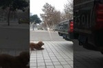 Video - Wird er es schaffen?