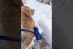 Video - Lustige Hunde und Schnee