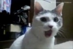 Video - funny crazy cats