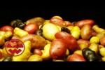 Video - Kleine Doku über die Kartoffel