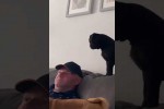 Video - Hund verlangt Aufmerksamkeit