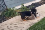 Video - Puppies Play With Friendly Raccoon