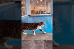 Video - Lustige Katzen