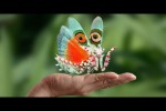 Video - 10 schöne Insekten
