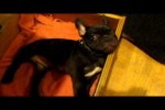 Video - Frog Frenchie Fun French Bulldog Puppy Argues Bedtime
