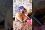 Video - 5 Tiere, die auf eine so seltsame Art kommunizieren, dass es wie eine andere Sprache wirkt
