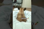 Video - Hund wartet auf bestimmtes Stichwort